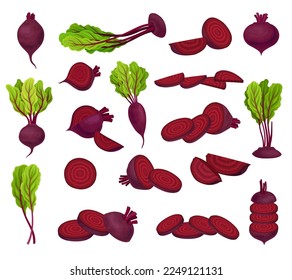 Ripe Purple Beet Root Vegetable with Top Leaves Big Vector Set