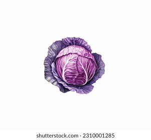 ripe purple cabbage on a white background. Vector illustration