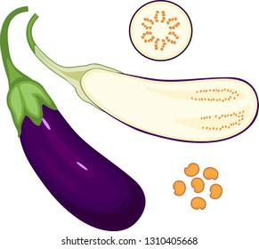 Ripe purple eggplant. Longitudinal and cross-section