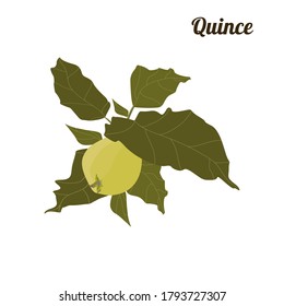 Ripe quince fruits on a white background. Isolated element. Vector image

