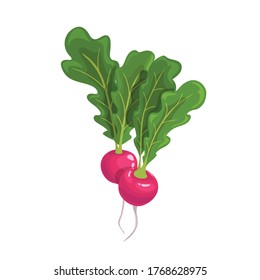 Ripe radish with big leaves. Fresh organic farm food. Salad ingredient. Cartoon style. Vector illustration isolated on white background.