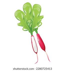 Ripe radish on white background