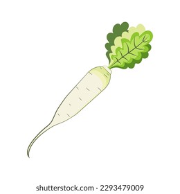 Ripe radish on white background