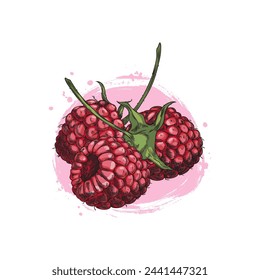Ripe raspberries. Vector graphic of a berry on a pink watercolor brushstroke. Ideal for vegetarian food packaging or menu design. Isolated illustration.