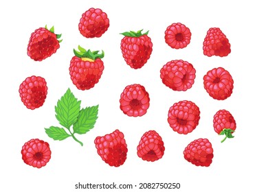 ripe raspberries vector illustration on the white isolated background 