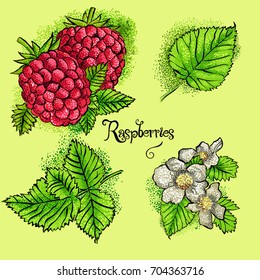 Ripe raspberry with leaf
