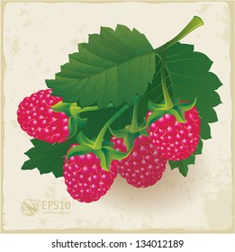 Ripe raspberry with leaf. Vector.