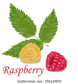 Ripe raspberry on a white background. Vector illustration