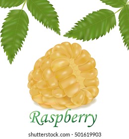 Ripe raspberry on a white background. Vector illustration
