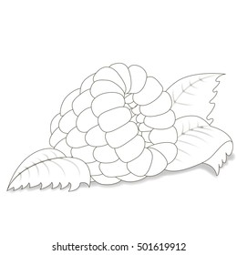 Ripe raspberry on a white background. Vector illustration