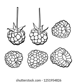 Ripe raspberry sketch set, hand drawn vector illustration