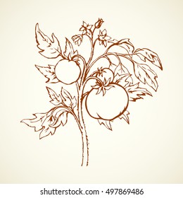149 Botanical Illustration Tomato Stock Photos HighRes Pictures and  Images  Getty Images