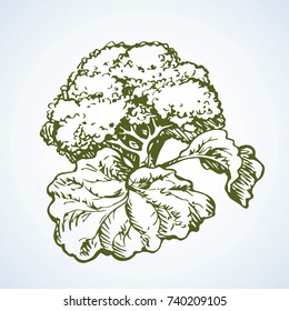 Ripe raw brokkoli collard branch on white backdrop. Dieting dinner. Freehand linear black ink hand drawn picture sketchy in retro art scribble style pen on paper. Closeup view