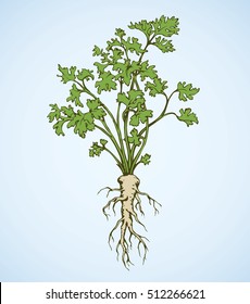 Ripe raw coriandrum isolated on white backdrop. Vibrant color hand drawn object sketchy in retro art doodle cartoon style. Closeup view with space for text