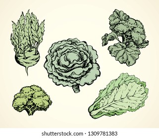 Ripe raw fresh Brassica oleracea collard brocolli head sign. Dieting dinner. Freehand line black ink hand drawn picture logo emblem sketchy in retro art doodle cartoon engraving style pen on paper