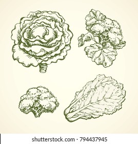 Ripe raw fresh Brassica oleracea collard brocolli head sign. Dieting dinner. Freehand line black ink hand drawn picture logo emblem sketchy in retro art doodle cartoon engraving style pen on paper