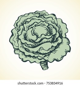 Ripe raw fresh eco Brassica oleracea collard on light backdrop. Dieting dinner. Freehand linear black ink hand drawn picture logo sketchy in retro art scribble etching style pen on paper. Closeup view