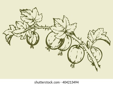 Ripe raw fresh eco Ribes uva-crispa on bush sprig isolated on white backdrop. Freehand outline ink hand drawn picture sketchy in retro art scribble style pen on paper. Closeup view with space for text