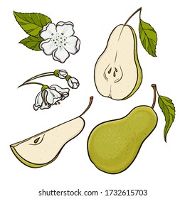 ripe raw fresh fruit set. Pear from different angle. Whole fruit, cut slice, half, flowers blossom, plant leaves. Vintage hand drawn style.