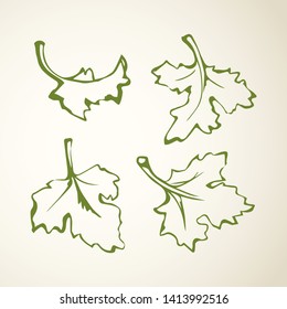 Ripe raw fresh juicy tasty coriandrum on white backdrop. Freehand outline ink hand drawn object emblem pictogram sketchy in vintage art doodle cartoon style pen on paper space for text. Closeup view
