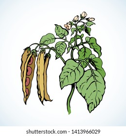 Ripe raw fresh long red husk leguminosae fruitful stem isolated on white background. Bright color hand drawn logo sign pictogram emblem sketchy in art cartoon style paper space for text. Closeup view