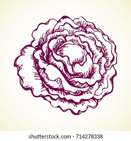 Ripe raw fresh violet Brassica oleracea collard on white backdrop. Dieting dinner. Freehand black ink hand drawn picture logo sketchy in retro art scribble etching style pen on paper. Closeup view