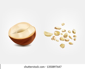 Ripe and raw half hazelnut, ground nut front view 3d realistic vector isolated on white background. Filbert edible seeds. Confectionery, diet food natural ingredient illustration