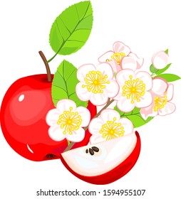 Ripe red apple fruit and branch with white flowers isolated on white background