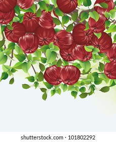Ripe red apples on apple tree branches