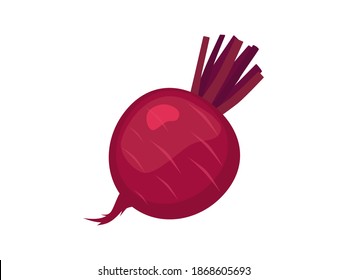 Ripe red beet. Fresh juicy vegetable with clipped tops healthy vitamin root for salad and juice cleanse liver vegan raw food ingredient organic product from pure farms in vector sugar production.