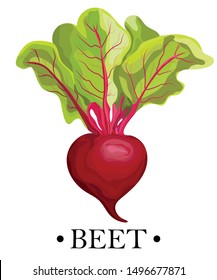 Ripe Red Beets With Green Leaves. Card, Banner, Sticker, Poster, Print. Vector Illustration.