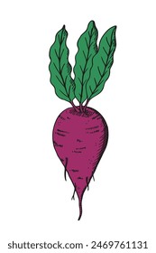 Ripe red beets with green leaves hand drawn vector illustration on isolated background. Food ingredient, organic vegetable. Design element for logo, card, banner, sticker, poster, print, label, paper