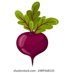 Ripe red beets with green leaves in flat vector style. Red beet isolated on white background.