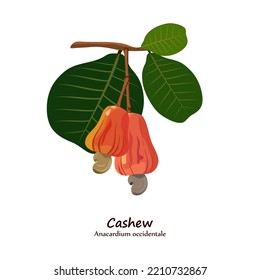 Ripe red cashew fruit with stems and leaves. Vector illustration.