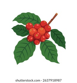Ripe red coffee cherries on a branch with dark green leaves.