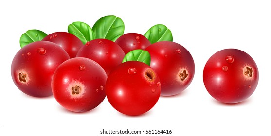 Ripe red cranberries with leaves. Fully editable handmade mesh. Vector illustration
