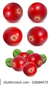 Ripe red cranberries with leaves. vector illustration
