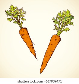 Ripe red Daucus carota haulm taproot isolated on white backdrop. Freehand bright color hand drawn symbol sign sketchy in retro art scribble style. Closeup view with space for text