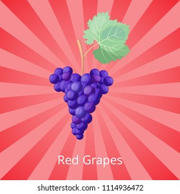Ripe red grapes in big cluster for wine production. Ingredient for creation of exquisite alcohol drink. Isolated vector illustration