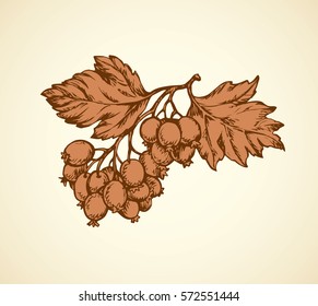 Ripe red hawberry thorn apple tree twig isolated on white backdrop. Brown ink hand drawn picture sketchy in retro doodle style pen on paper. Closeup view
