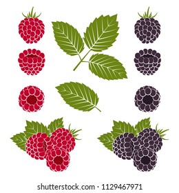 Ripe red raspberries and blackberries with green leaves on a white background. Set of colorful icons. Design for a label, banner, poster. Vector illustration.