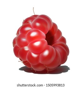 Ripe red Raspberry isolated on white background. Sweet berry icon. Delicious and healthy dessert. Elements for label design. 3D realistic vector illustration.