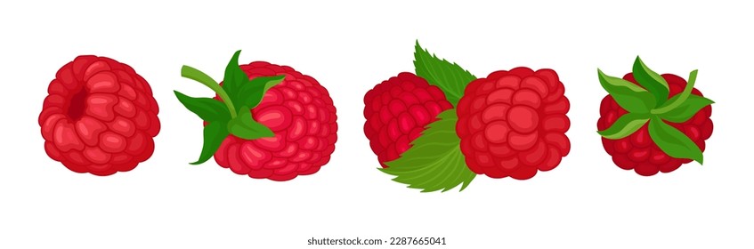 Ripe Red Raspberry as Sweet Mature Garden Fruit Vector Set