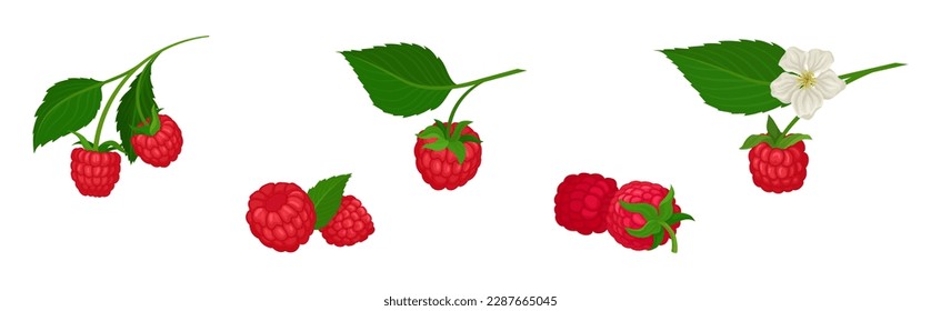 Raspberry roja madura como conjunto de vectores de fruta de jardín dulce maduro