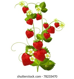 Ripe red strawberry isolated on white background