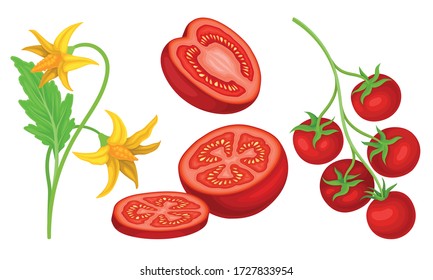Ripe Red Tomato Vegetable Whole and Halved Showing Juicy Flesh with Small Yellow Seeds Vector Set