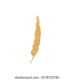 ripe rice or wheat grains without background