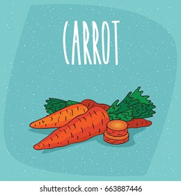 Ripe root vegetables carrots with small leaves, whole and beautifully cut into pieces. Visible flesh. Isolated background. Realistic hand draw style. Lettering Carrot. Vector illustration