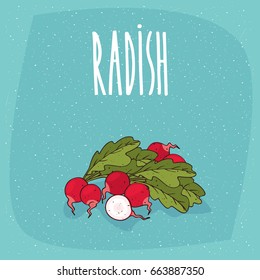 Ripe root vegetables radishes with small leaves, whole and beautifully cut into pieces. Visible flesh. Isolated background. Realistic hand draw style. Lettering Radish. Vector illustration