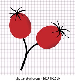 Ripe rose hips on a twig, wild rose fruit, tasty red winter berry
